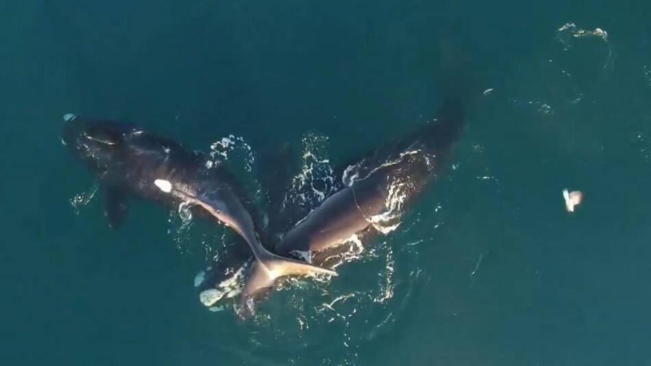 Ballenas francas blancas Foto: captura Ruptly.