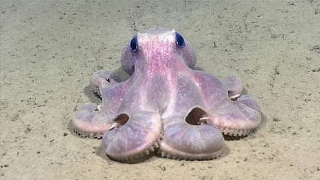 Pulpo de aguas profundas (Graneledone verrucosa), en el Cañón del Hudson. Foto: EFE.