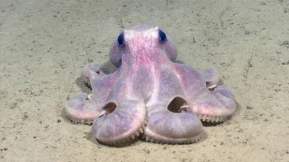 Pulpo de aguas profundas (Graneledone verrucosa), en el Cañón del Hudson. Foto: EFE.