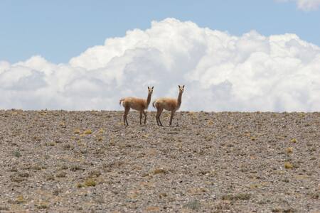 Parque Nacional San Guillermo, San Juan. Foto: Argentina.gob.