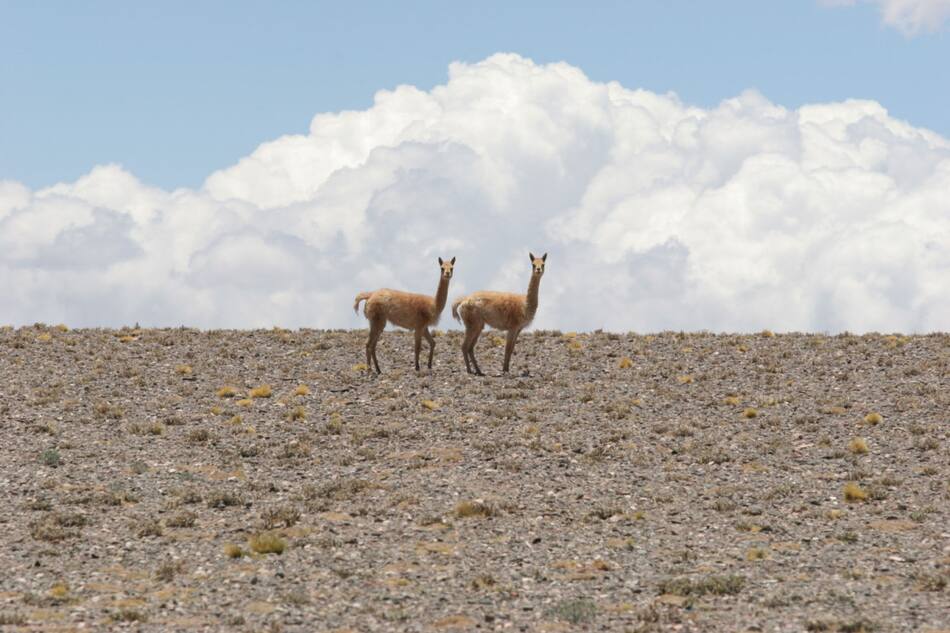 Parque Nacional San Guillermo, San Juan. Foto: Argentina.gob.