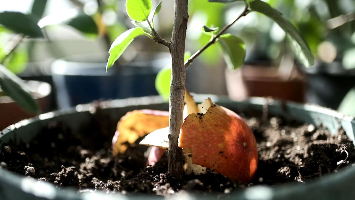 Los beneficios de enterrar cáscaras de manzanas en las plantas.