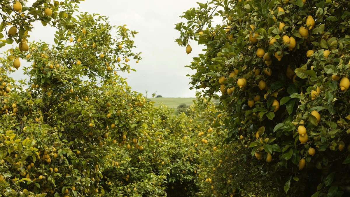 Limonero. Foto: Freepik.
