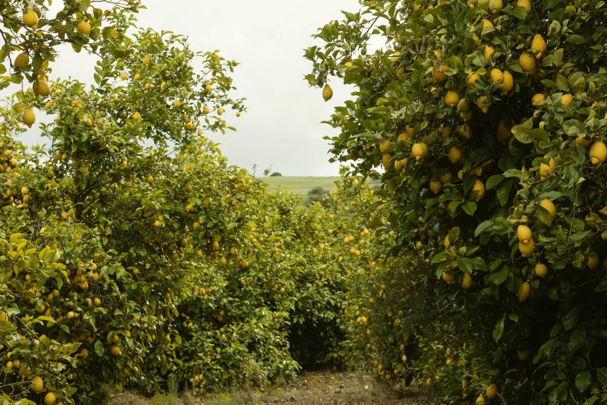 Limonero. Foto: Freepik.