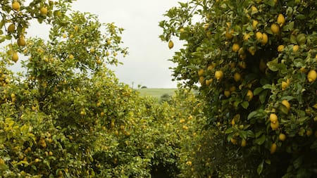 Ideal para el calor intenso del verano: el árbol que soporta altas temperaturas y da frutos todo el año