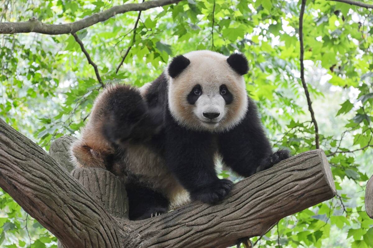 Oso panda. Foto Unsplash.
