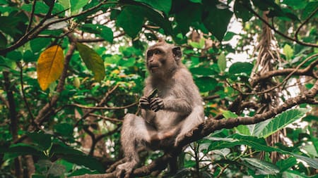 Un mono murió por fiebre amarilla en Brasil y encendió las alarmas en Misiones y Corrientes. Foto: Unsplash.