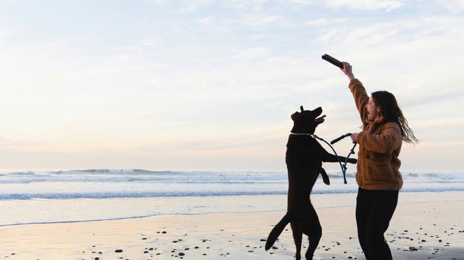 Jugar con perros, una actividad muy recomendada. Foto: Unsplash.