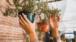 Balcón con poca luz: 5 plantas ideales para sumar verde sin sol directo
