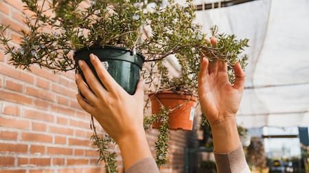 Balcón con poca luz: 5 plantas ideales para sumar verde sin sol directo