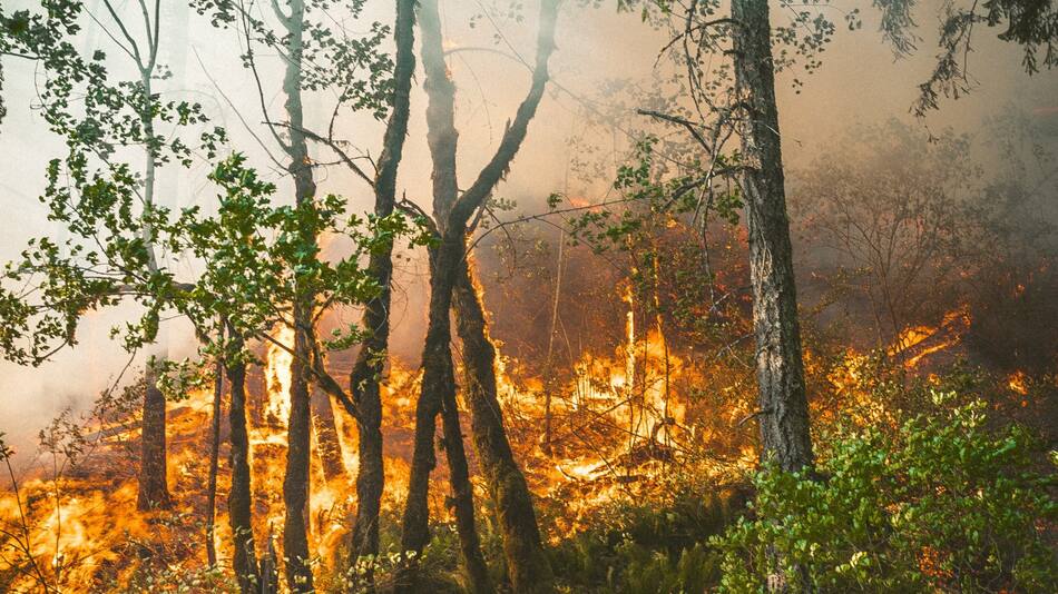 Incendios forestales. Imagen ilustrativa. Foto: Unsplash.