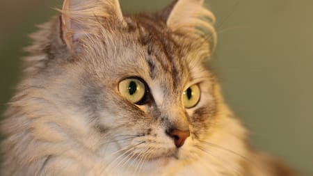 Gatos. Foto: Unsplash