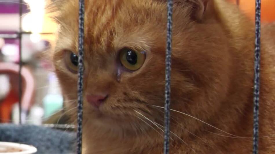 Hara, el gato ganador de la competencia de Garfields. Foto: Reuters.