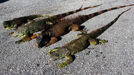 Tras la "bomba ciclónica", llueven iguanas congeladas en Florida