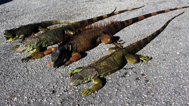 Tras la "bomba ciclónica", llueven iguanas congeladas en Florida