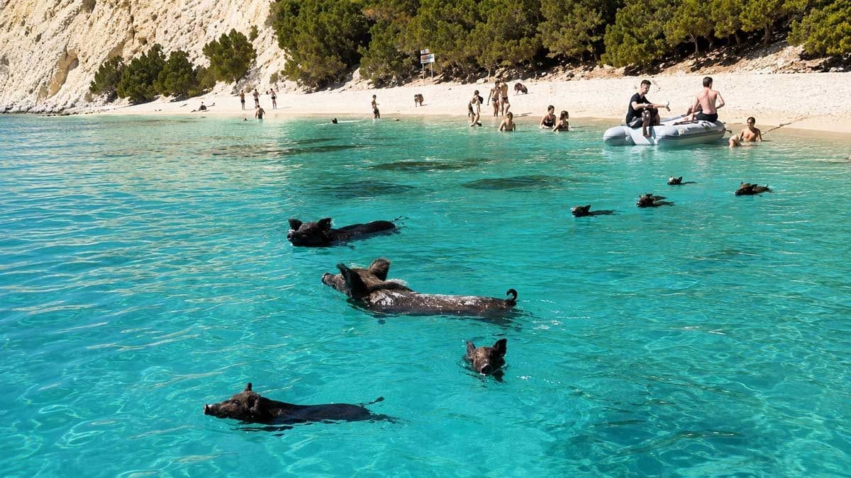 Atokos, la isla de Grecia donde los cerdos pasean y nadan junto a los turistas en la playa.