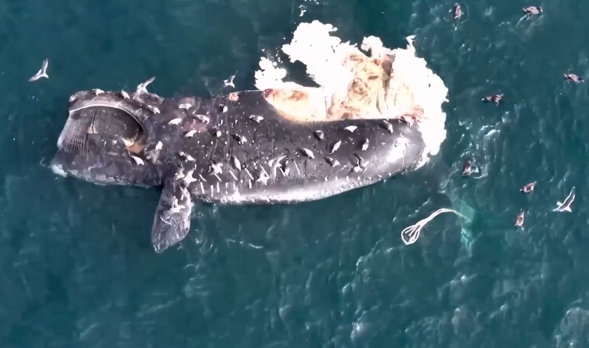 Ballenas muertas en Puerto Madryn.