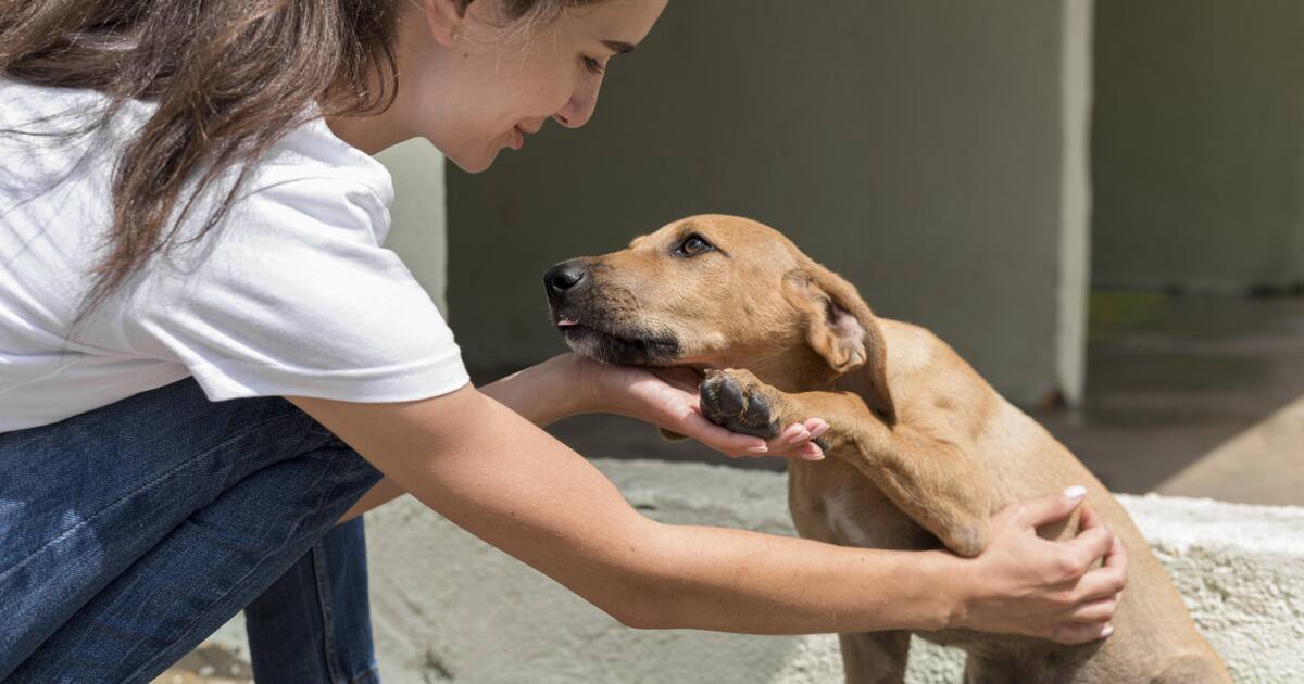 Googie Perro Cuál es el mejor momento para adiestrar un perro, según la ciencia