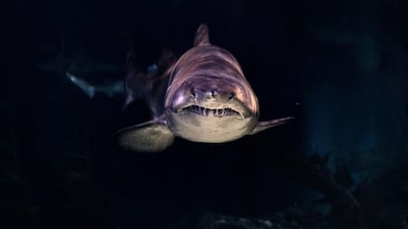 Tiburón al ataque. Foto Unslplash.