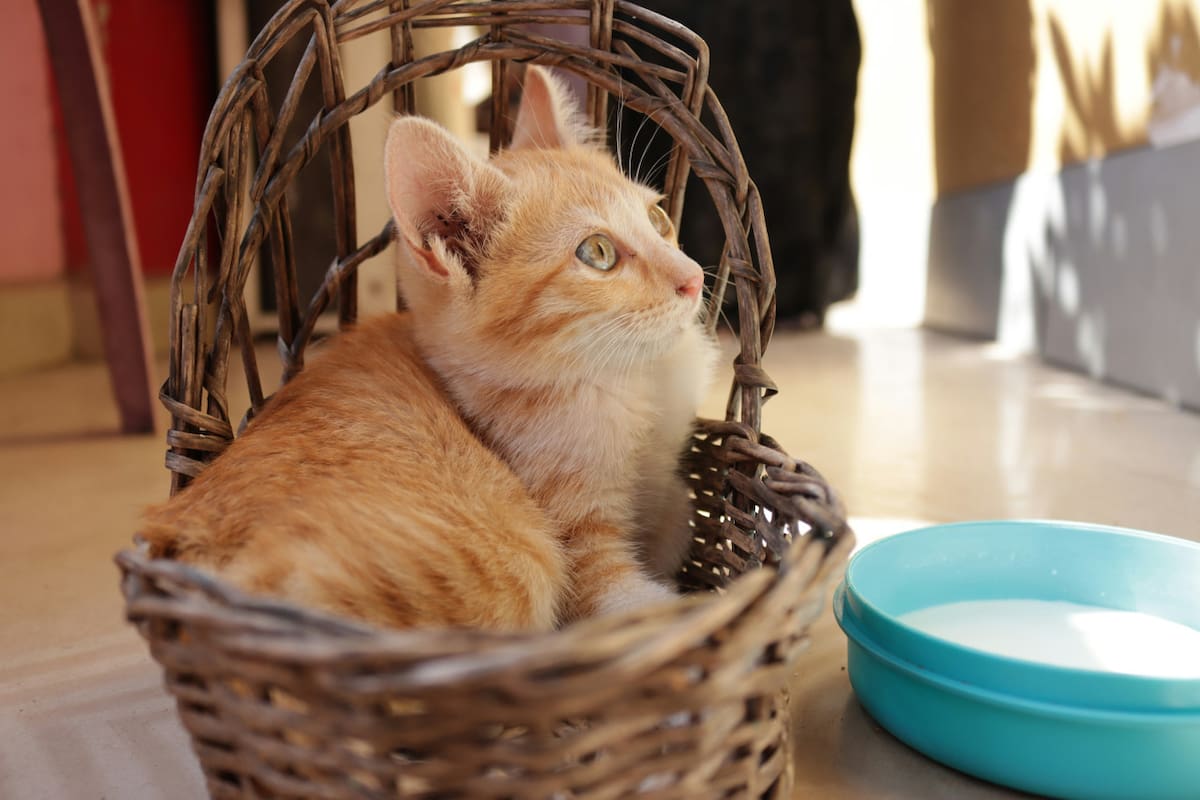 Gato. Fuente: Pexels