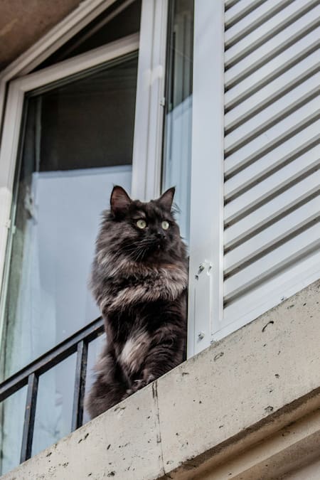 Gato. Fuente: Unsplash.