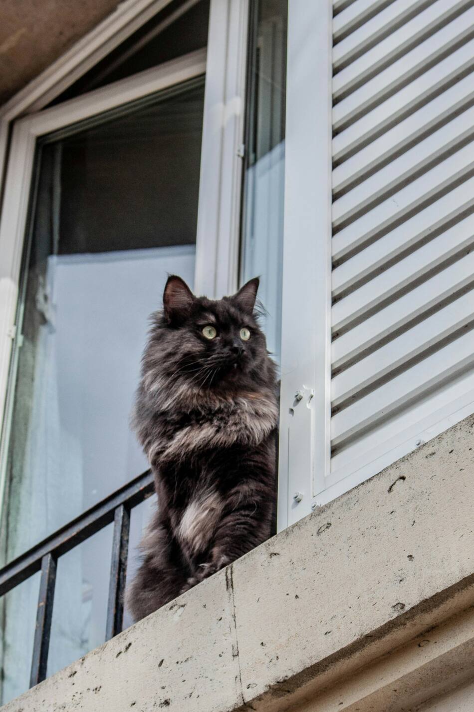 Gato. Fuente: Unsplash.