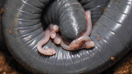 'Siphonops annulatus', una cecilia nativa de Brasil. Foto EFE.