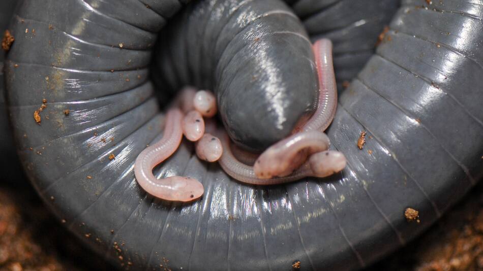 'Siphonops annulatus', una cecilia nativa de Brasil. Foto EFE.