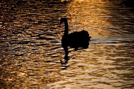 Primer caso de Gripe Aviar en Uruguay en un cisne de cuello negro. Foto: Reuters.