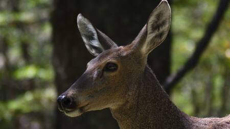 El huemul (Hippocamelus bisulcus). Foto: argentina.gob.ar.