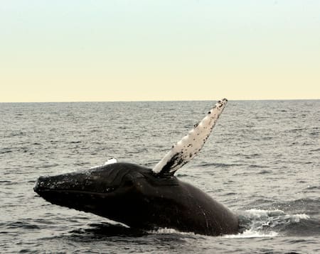 Ballena franca austral. Foto: Unsplash.