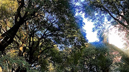 Arbolada y exclusiva: Pedro Goyena, la avenida más codiciada de Caballito y la historia detrás de su nombre