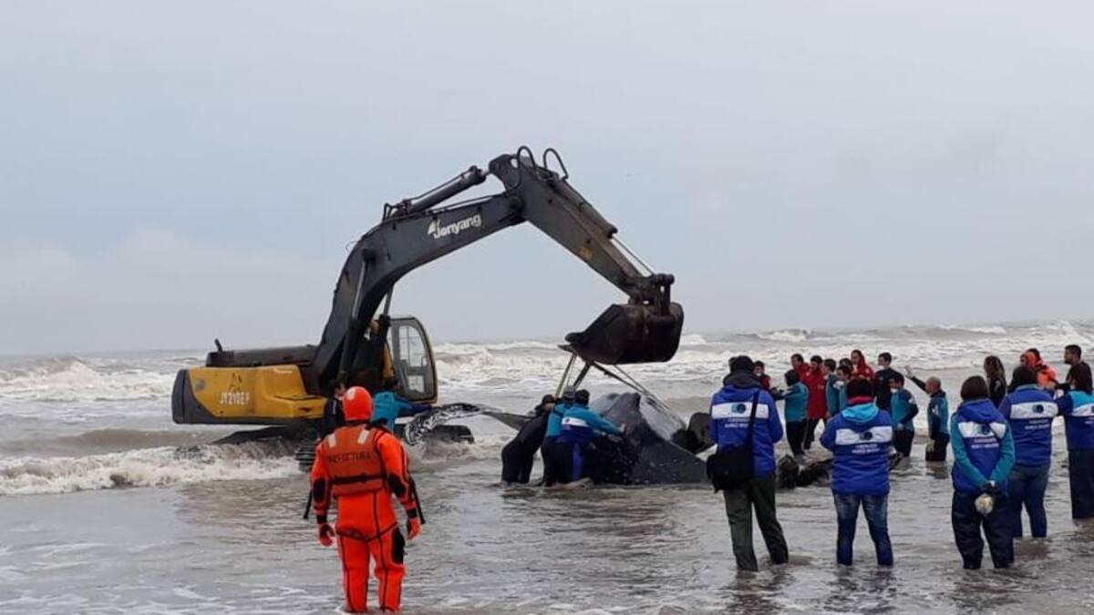 Ballena encallada en Mar del Tuyu