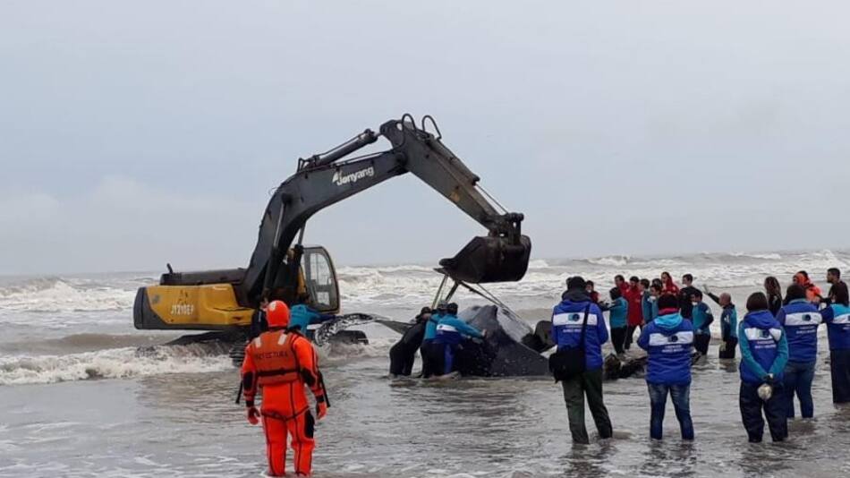 Ballena encallada en Mar del Tuyu