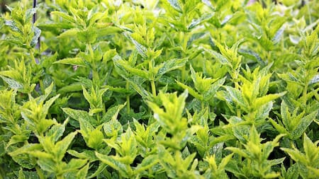 Planta de menta. Foto: Freepik.