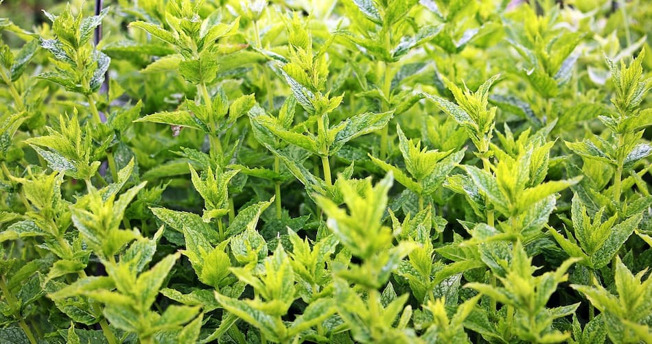 Planta de menta. Foto: Freepik.