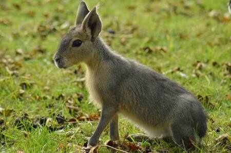 Mara Patagónica. Foto: Unsplash.