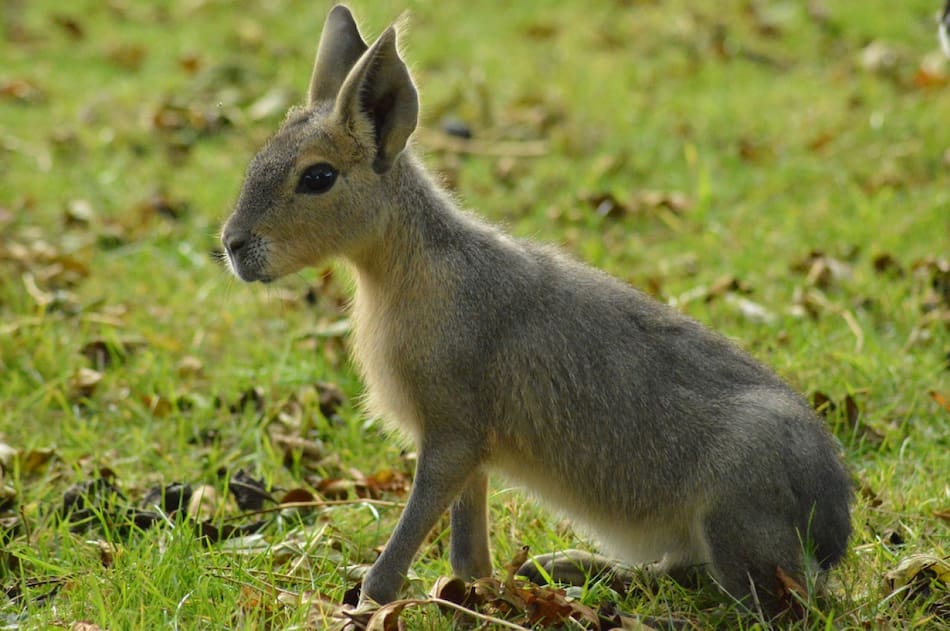Mara Patagónica. Foto: Unsplash.