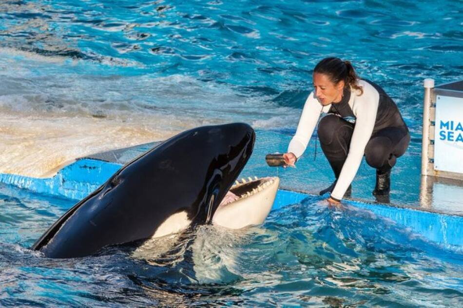 Toki, orca muerta en cautvierio. Foto: Twitter