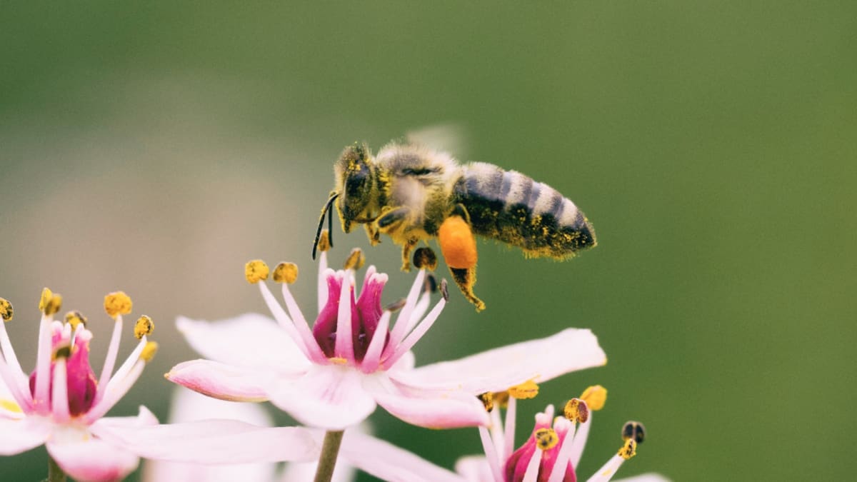 ¿Por qué las abejas son esenciales para el ecosistema?. Unsplash.