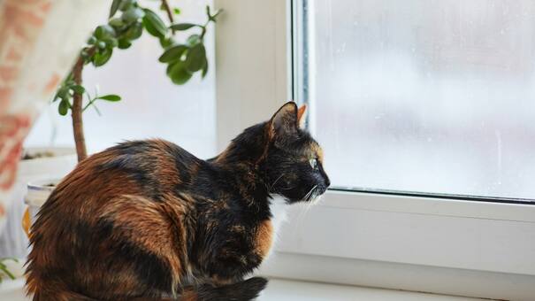 La encantadora leyenda detrás de las gatas "Carey": un relato mágico detrás de la raza tricolor