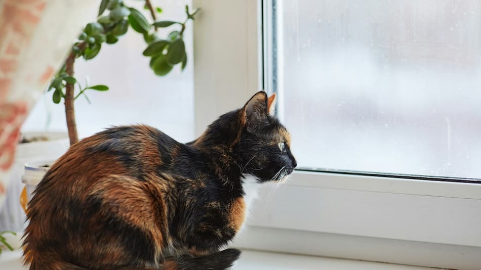 Gatas carey o tricolor. Foto: Unsplash.