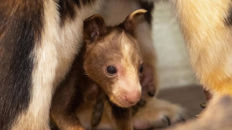 El Zoológico de Miami da la bienvenida a un canguro arborícola, en peligro de extinción. Foto: EFE.