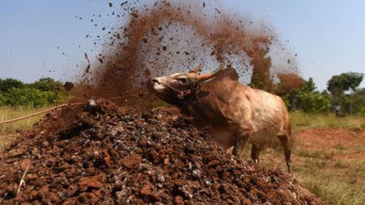 Toro