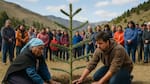 Aluminé y el ritual que emociona a la Patagonia: por qué todo un pueblo planta un pehuén antes de su gran fiesta