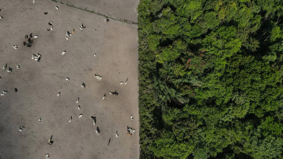 Deforestación en la Amazonía brasileña. Foto: EFE.