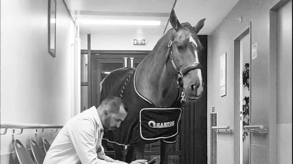 Peyo, el caballo que acompaña a pacientes con cáncer. Fuente: Instagram @docteur_peyo