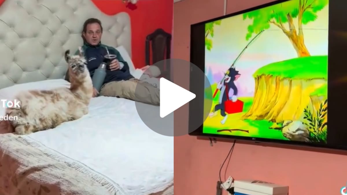 Manchita se recostó junto a su dueño para mirar Tom y Jerry y sorprendió a los usuarios de TikTok.
