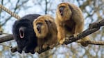 Uno de los santuarios de monos más grandes del mundo está en Argentina: dónde queda y cómo visitarlo