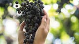 Rituales de Año Nuevo: ¿por qué recomiendan comer 12 uvas y qué significa?
